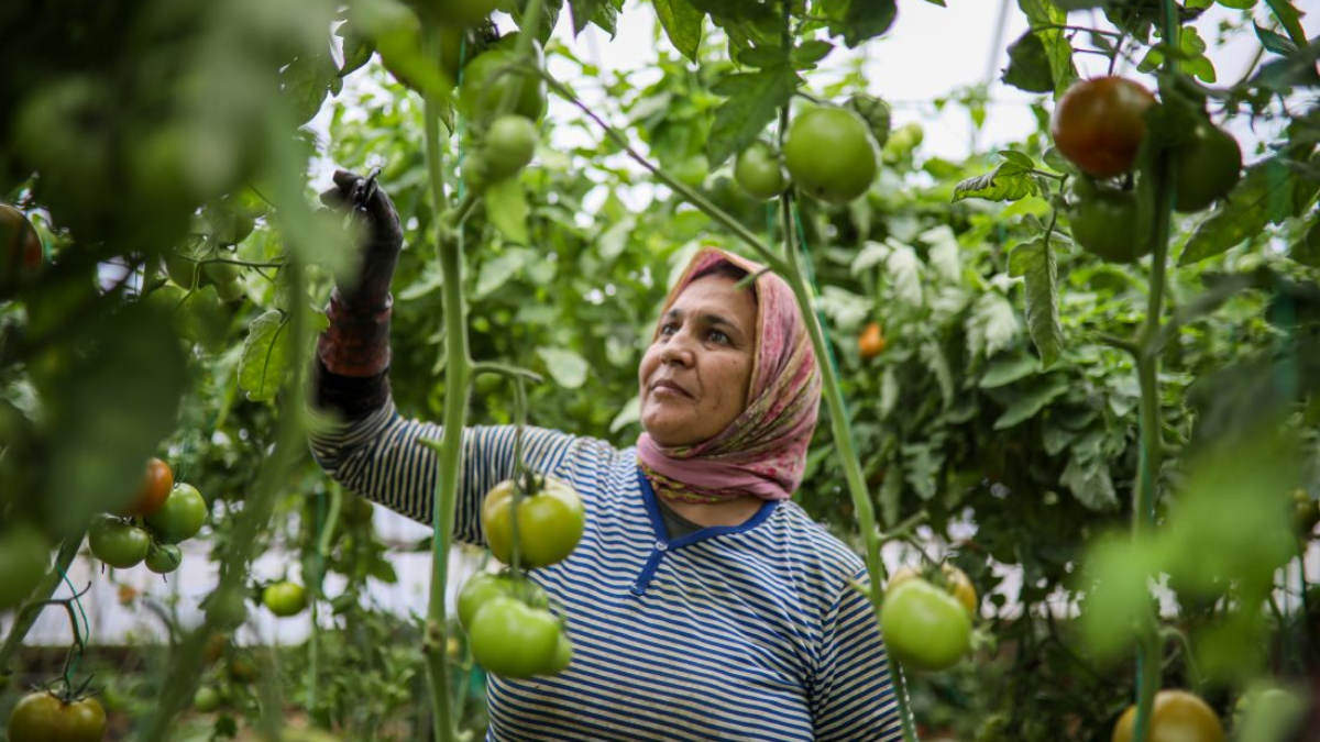 Domates Fiyatlarındaki Yüksek Artış, Üreticiyi Zorluyor