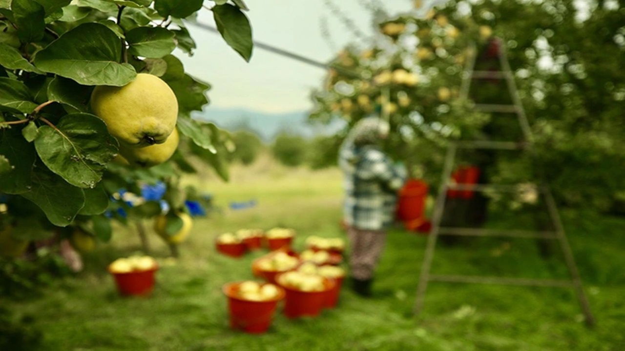 Kışın Mucizesi AyvaBağışıklık Kalkanı ve Doğal Sindirim Desteği